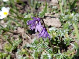 soldanelle des alpes-a - 21/05/2020 -Vallon Combeau, Vercors (Drôme)